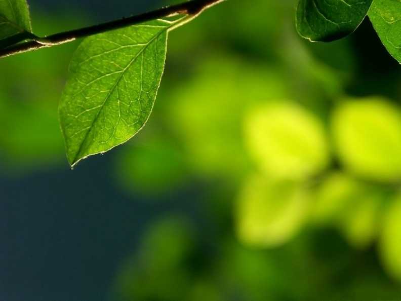 精选大自然清新养眼的绿色植物图片