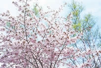 美丽野花