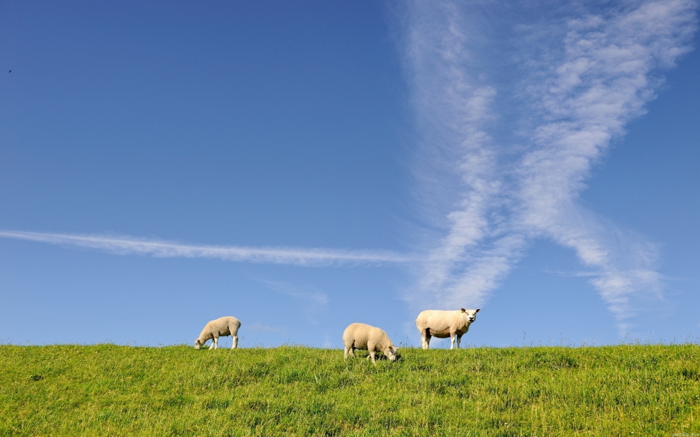 绿色草地上悠闲吃草的山羊高清桌面壁纸