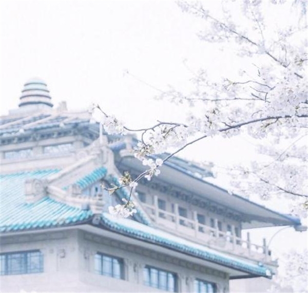 樱花图片大全大图唯美2018 最美樱花图片大全真实风景