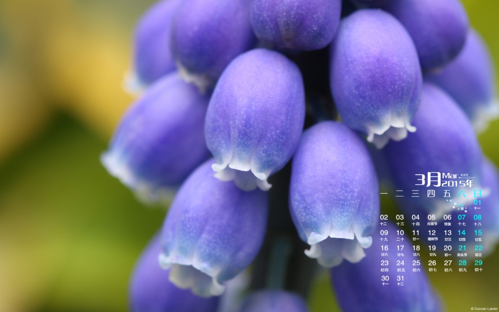 2015年3月日历壁纸清新淡雅的紫色花卉唯美植物图片下载