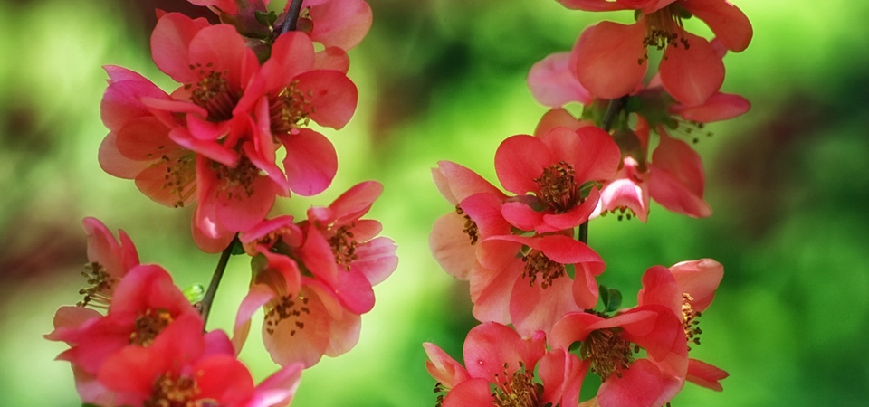 叶子花，树枝，粉色鲜花，养眼桌面壁纸