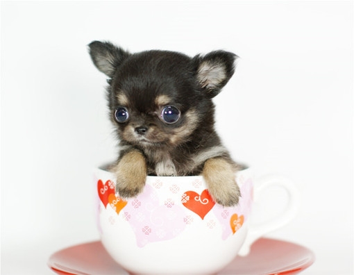 茶杯犬 好好可爱哟