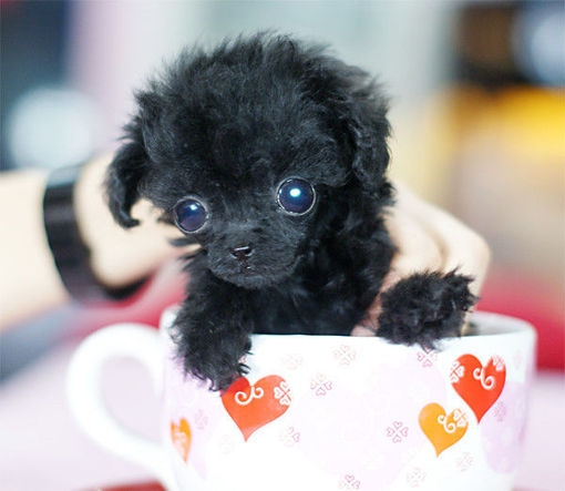茶杯犬 好好可爱哟
