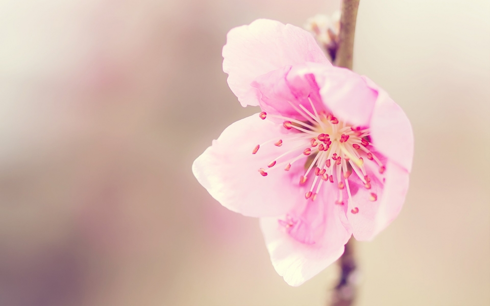 粉色际遇桃花壁纸