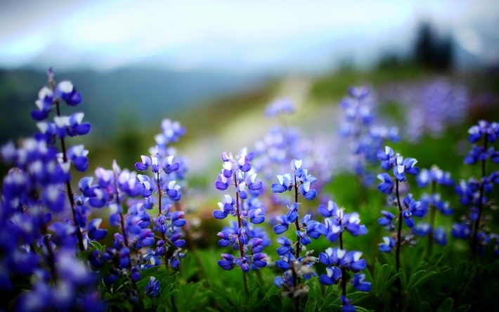 梦幻鲁冰花唯美高清壁纸