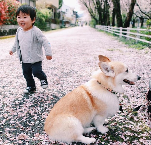 小铲屎官与柯基犬ninawanco的日常