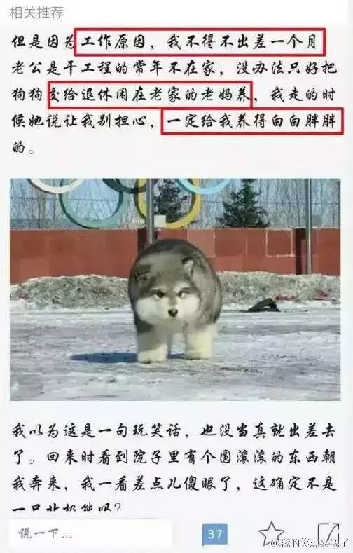 不要将你的宠物给父母代养哈哈哈哈哈哈哈哈哈