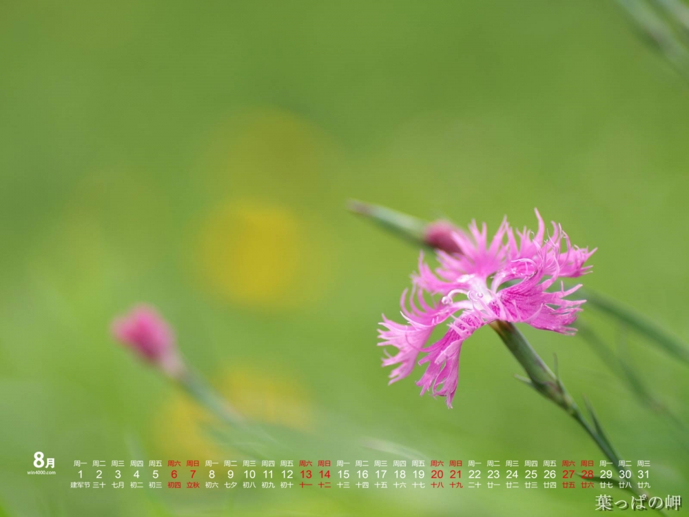 2016年8月日历鲜艳花卉电脑桌面壁纸下载