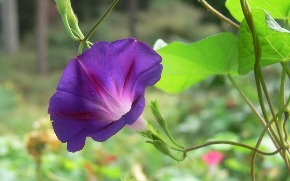 高清牵牛花图片