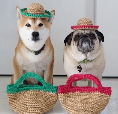 Pets｜两只神经病的幸福生活