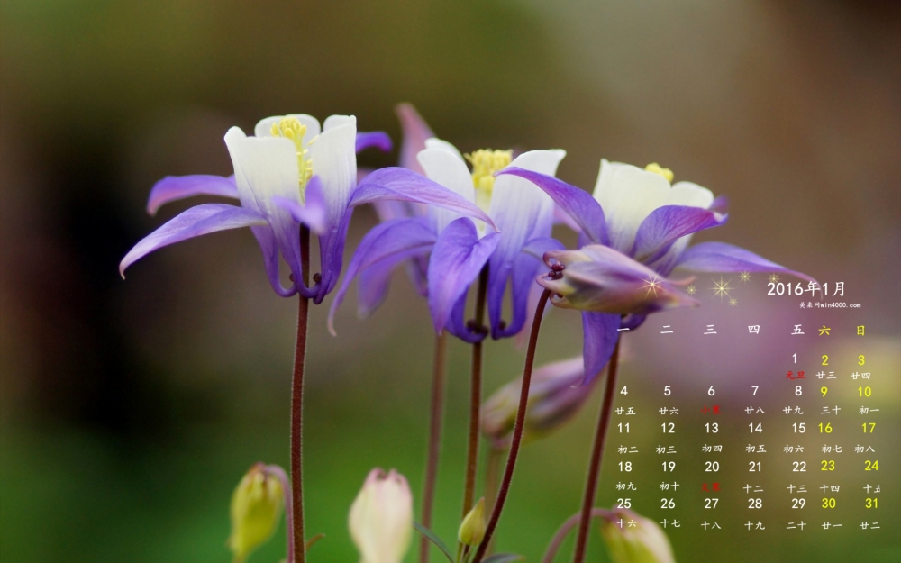 2016年1月日历猫爪花桌面壁纸