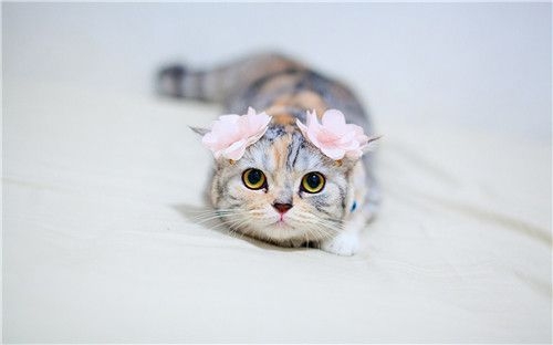 我萌！怪我咯！