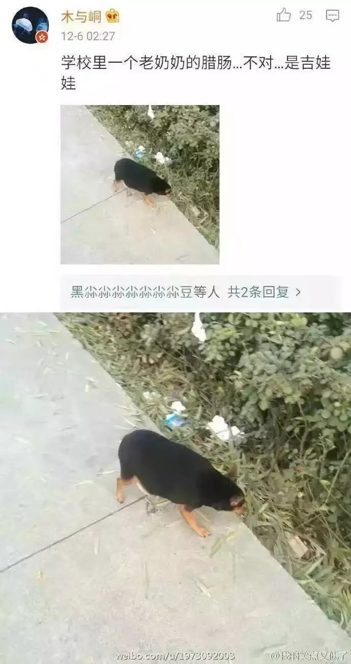 不要将你的宠物给父母代养哈哈哈哈哈哈哈哈哈