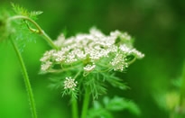 美丽野花