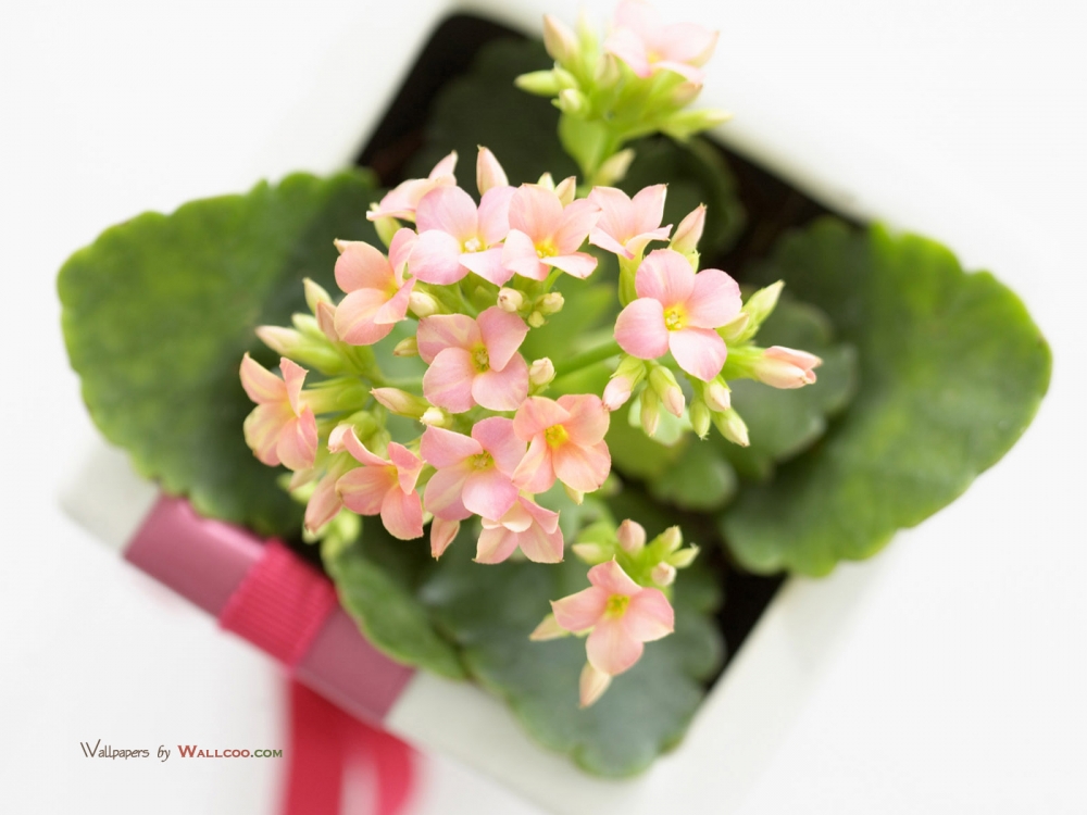 室内温馨唯美的花卉意境图片大全