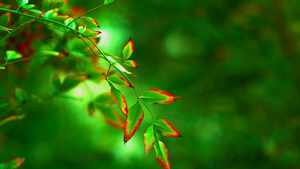 清新绿色植物高清护眼壁纸