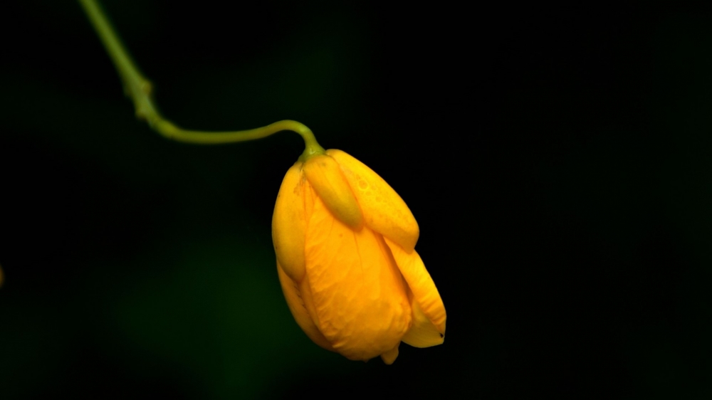 黄花槐高清桌面壁纸下载1