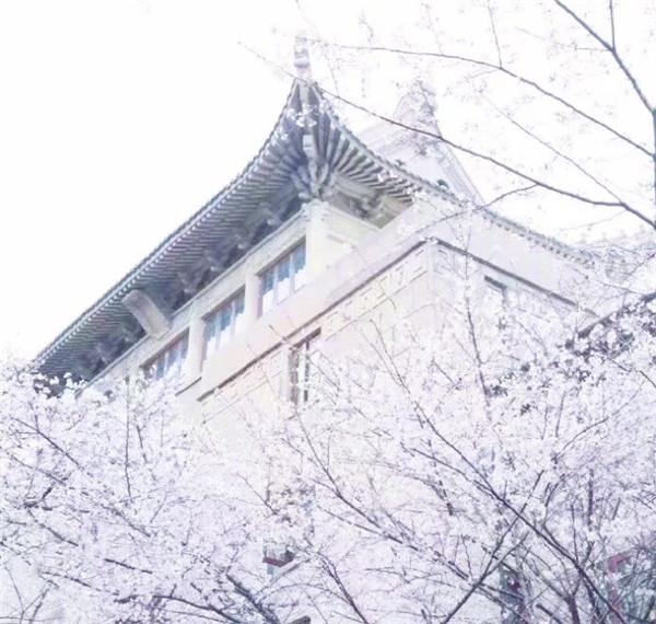 樱花图片大全大图唯美2018 最美樱花图片大全真实风景