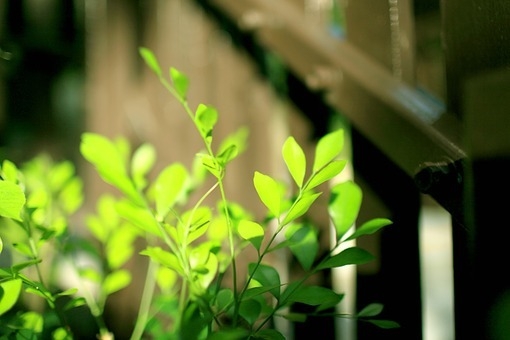 你的微笑像花一样绽放_小清新图片