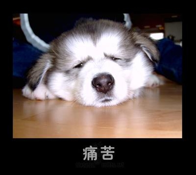 小可爱 真可爱