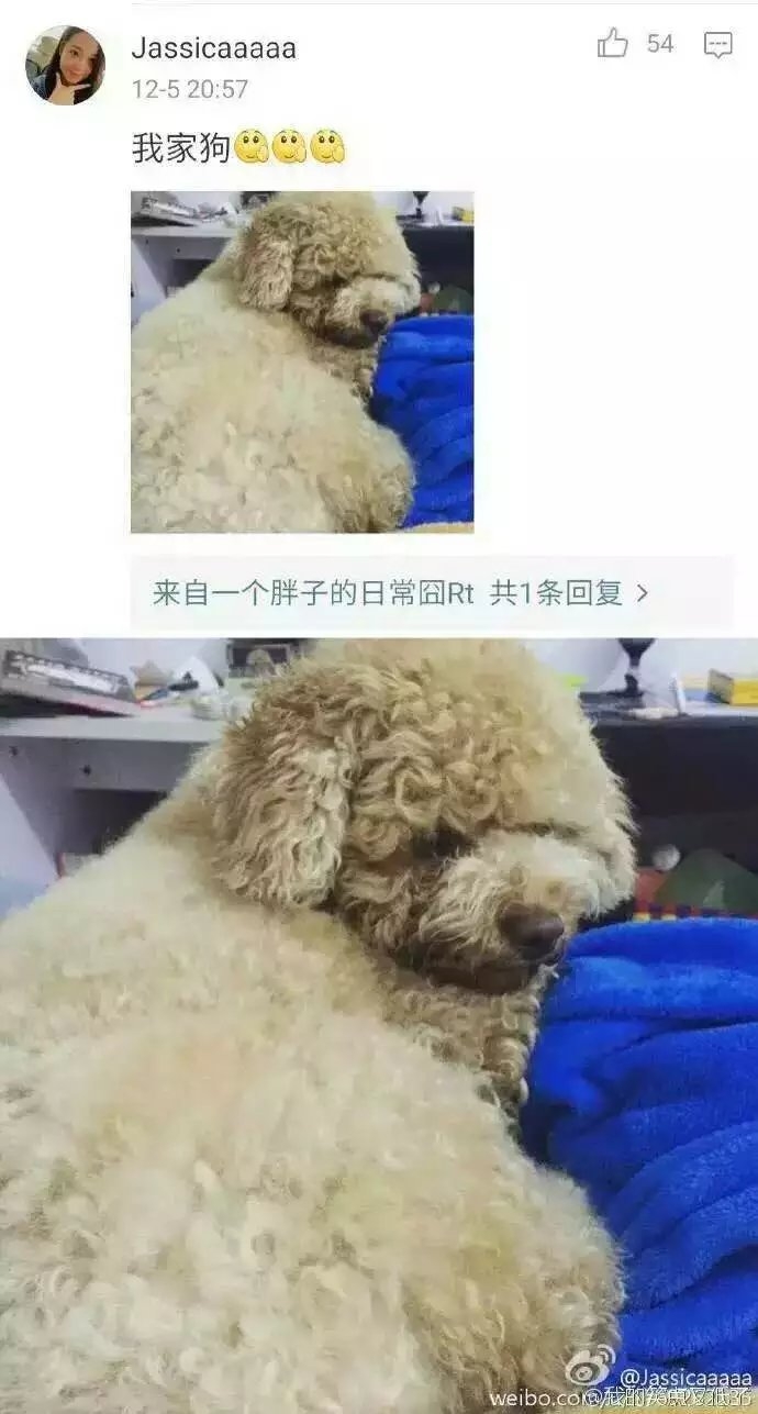 不要将你的宠物给父母代养哈哈哈哈哈哈哈哈哈