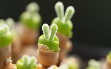 多肉植物高清电脑壁纸