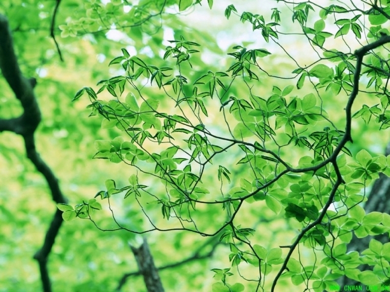 精选大自然清新养眼的绿色植物图片