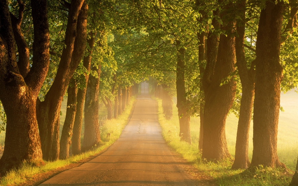 道路两边的风景壁纸