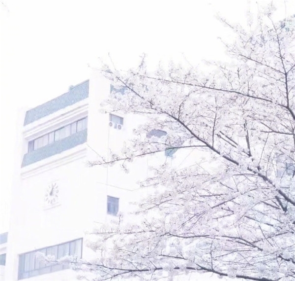 樱花图片大全大图唯美2018 最美樱花图片大全真实风景