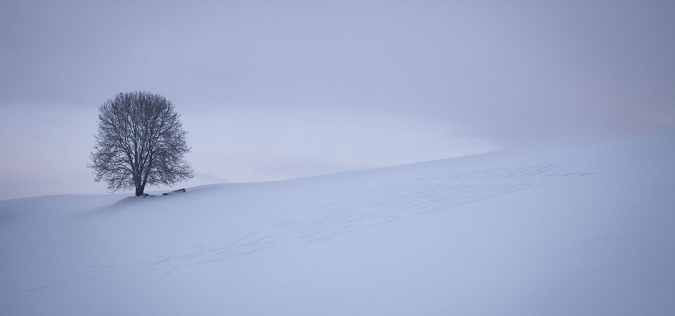 雪，雪地，树，简洁，风景桌面壁纸