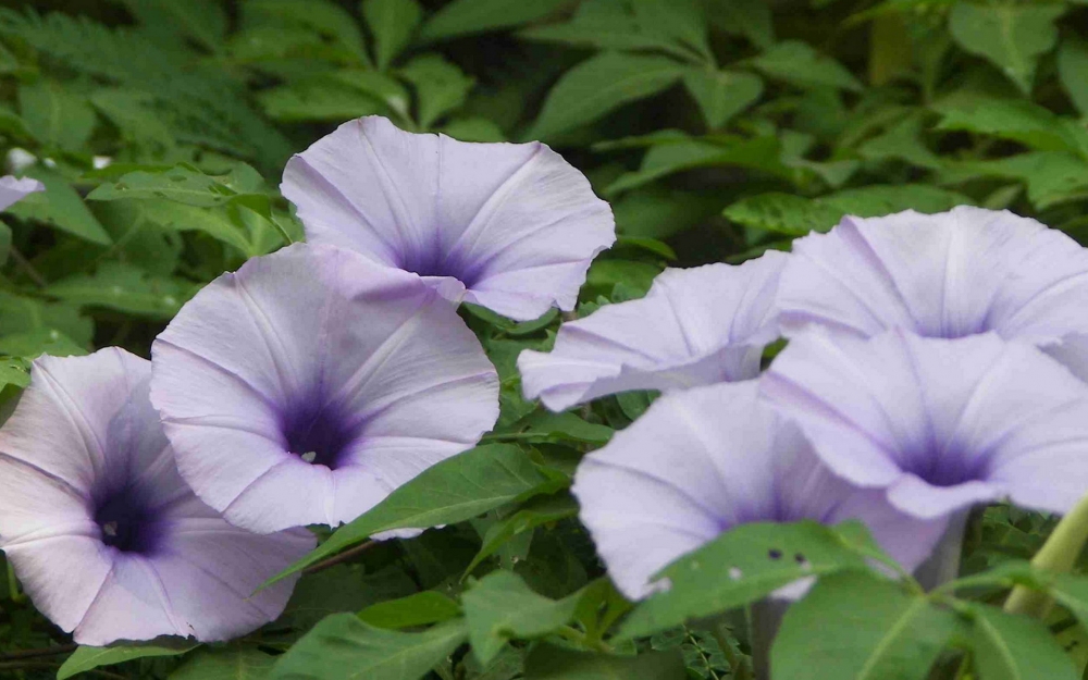 高清牵牛花图片