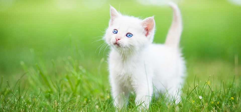 白色小猫，宝贝，绿草地，可爱小猫壁纸