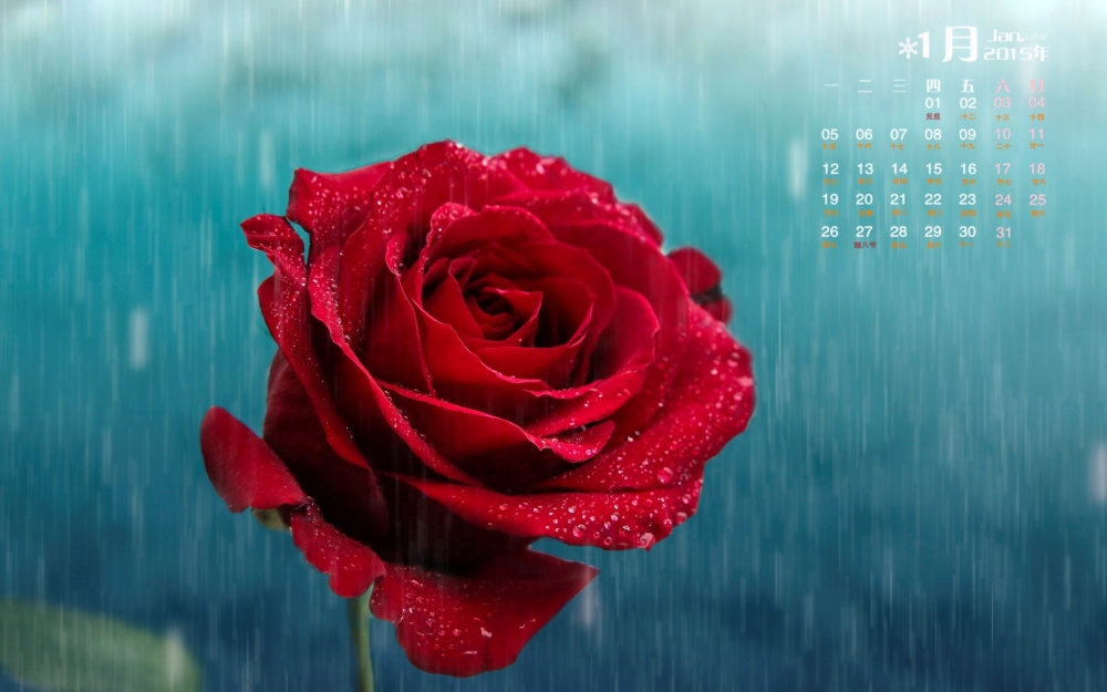 2015年1月日历受雨露滋润的玫瑰花瓣高清电脑桌面壁纸