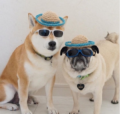 Pets｜两只神经病的幸福生活