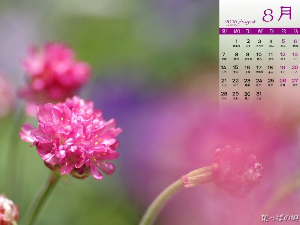 2016年8月日历鲜艳花卉电脑桌面壁纸下载