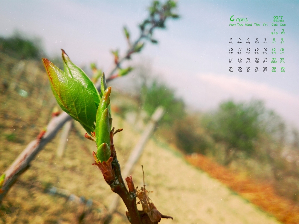 2017年4月唯美花朵植物静物摄影高清日历壁纸