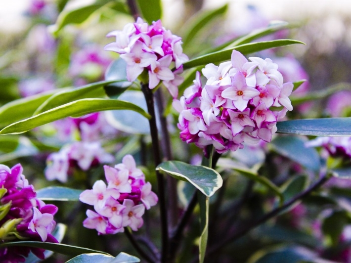 唯美瑞香花高清桌面壁纸下载