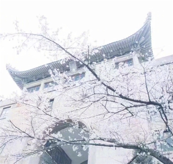 樱花图片大全大图唯美2018 最美樱花图片大全真实风景