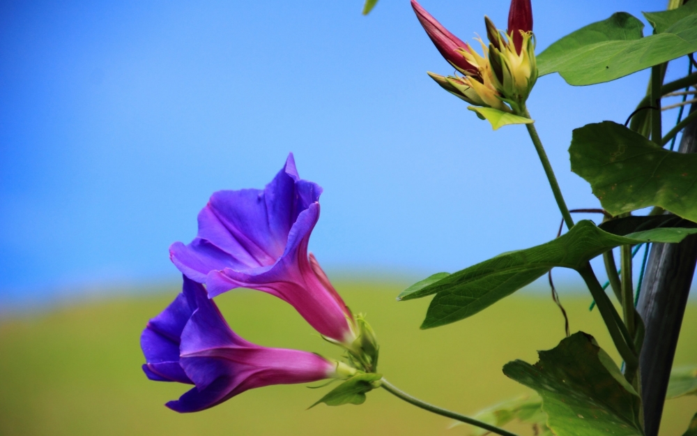 高清牵牛花图片