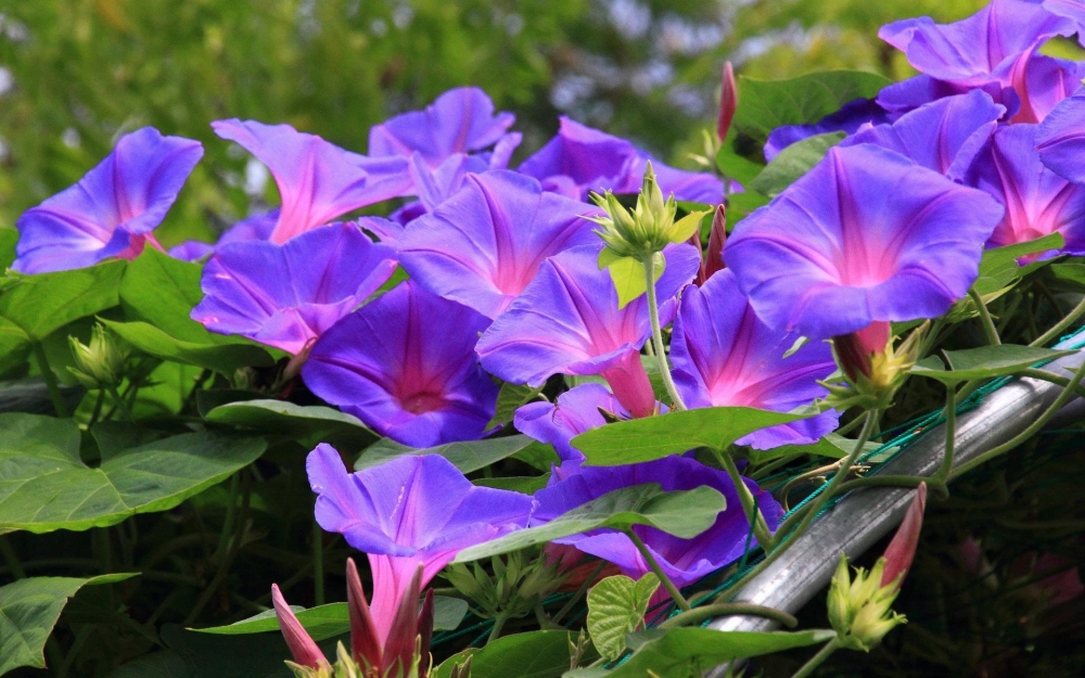 高清牵牛花图片
