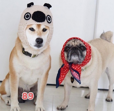 Pets｜两只神经病的幸福生活