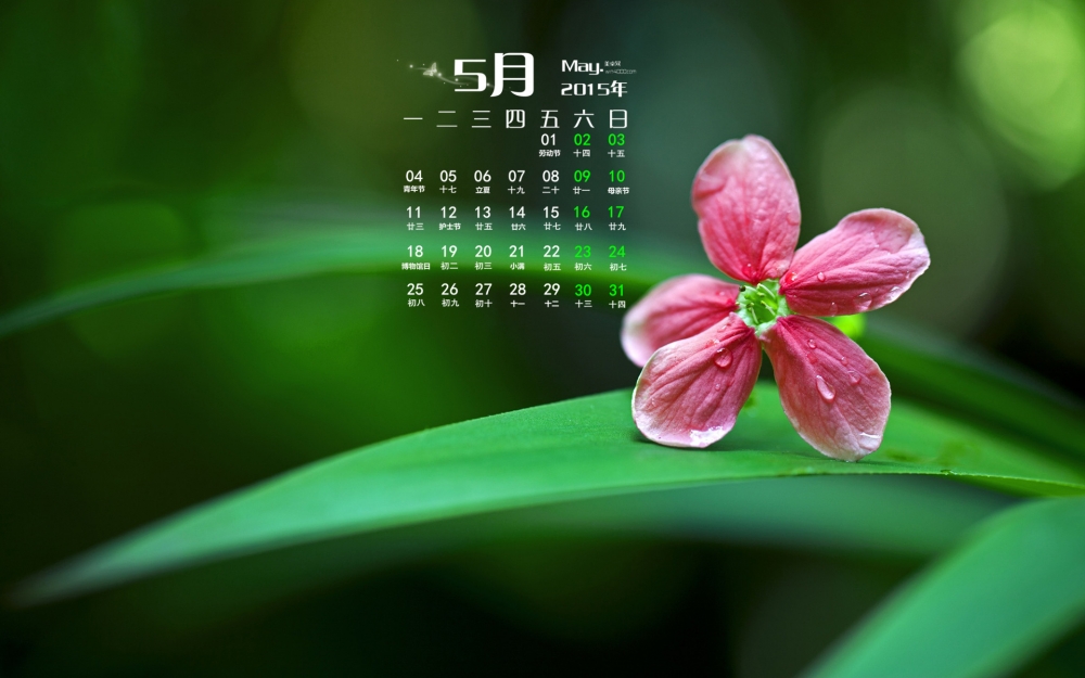 2015年5月日历壁纸清新的绿色植物花卉高清图片下载