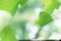美丽野花