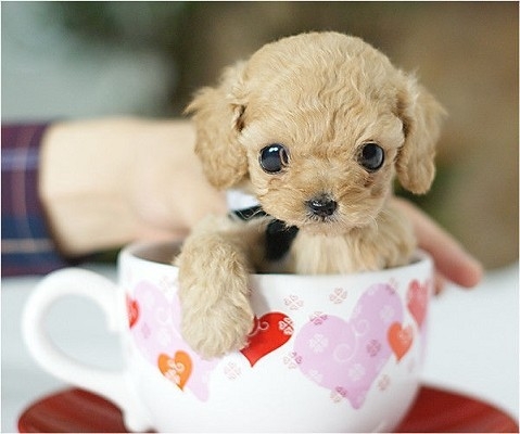 茶杯犬 好好可爱哟