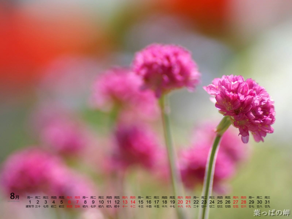 2016年8月日历鲜艳花卉电脑桌面壁纸下载