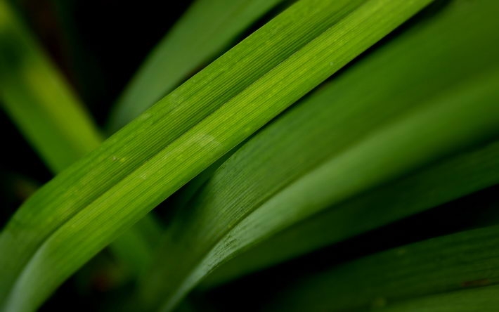 唯美绿色植物护眼壁纸