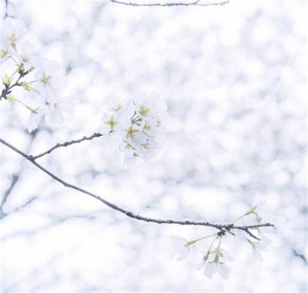 樱花图片大全大图唯美2018 最美樱花图片大全真实风景