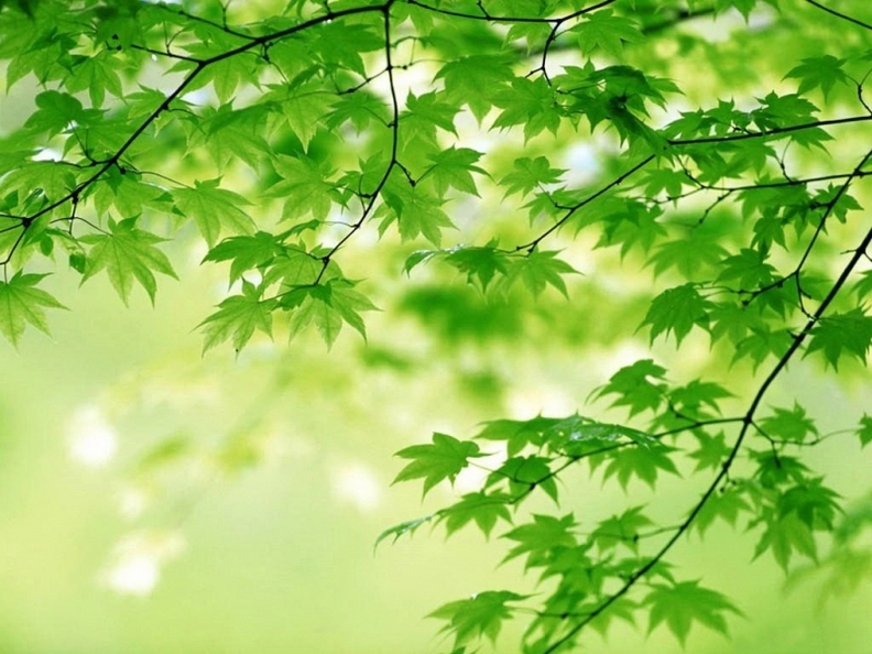 精选大自然清新养眼的绿色植物图片