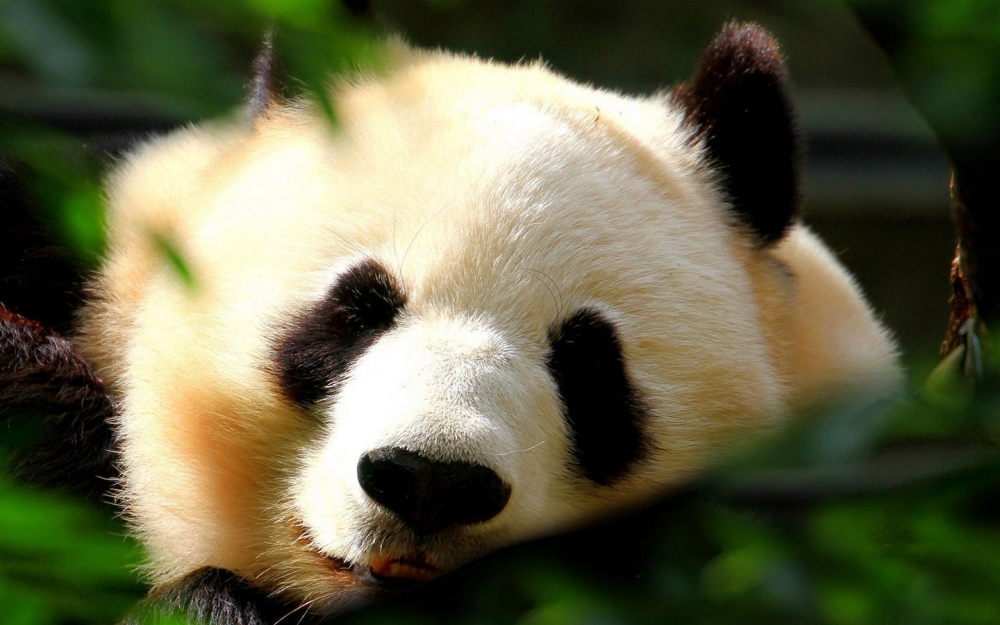 笨拙可爱的国家保护动物熊猫图片壁纸